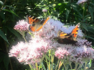 Vlinders in de tuin